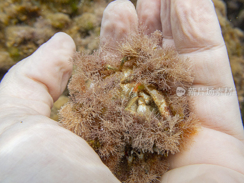 Camposcia retusa，通常被称为蜘蛛装饰蟹或我手中的小丑蟹，Costa Brava，加泰罗尼亚